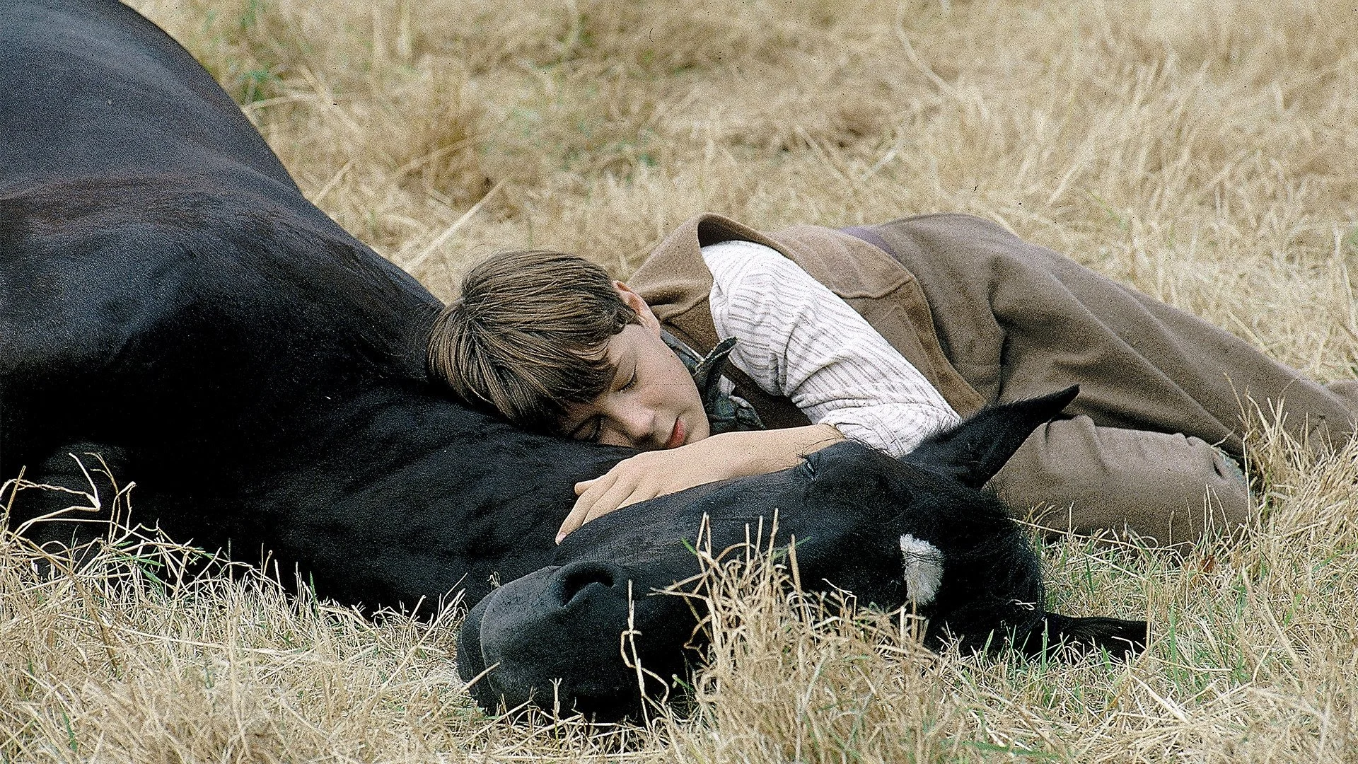 Belleza negra (Un caballo llamado Furia)