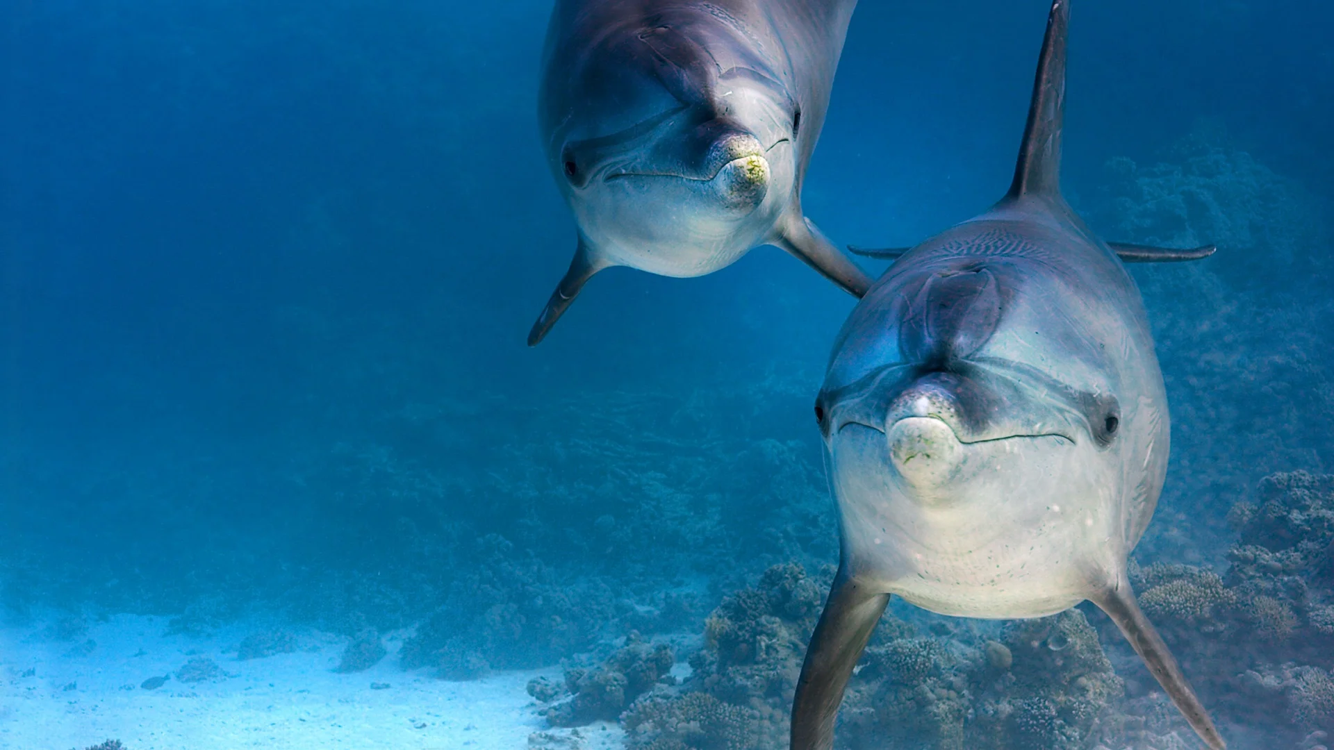 Delfines: La vida en el arrecife