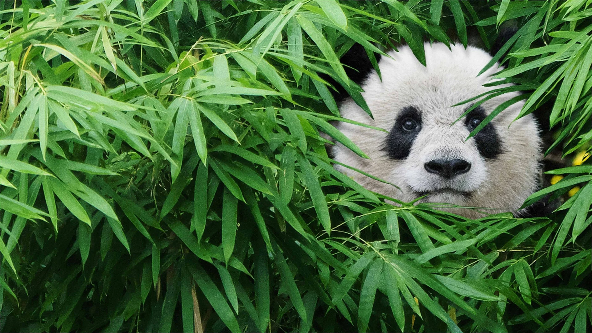 Pandas: El Camino a Casa