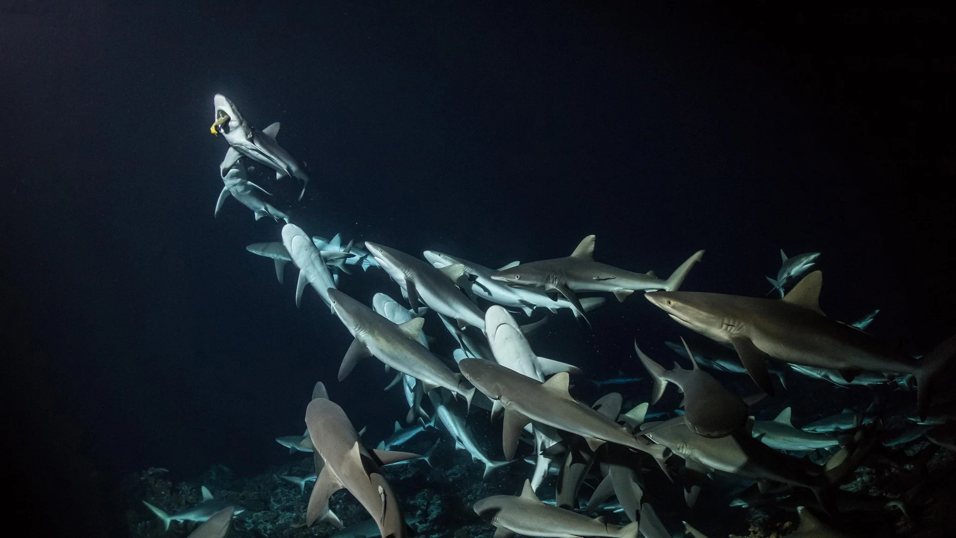 700 Tiburones