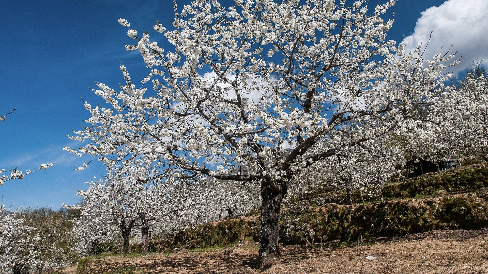 Jerte, Vida Salvaje en el Valle de los Cerezos